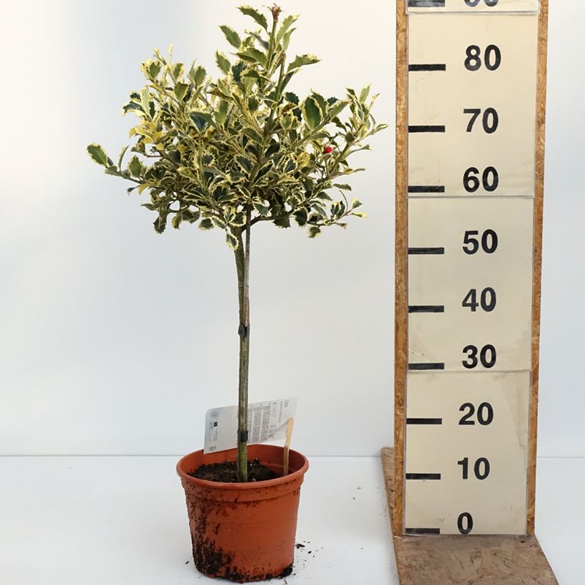 Ilex aquifolium Silver Queen - Agrifoglio variegato Vaso da 4L/5L, Vaso impalcato esemplare consegnato in primavera