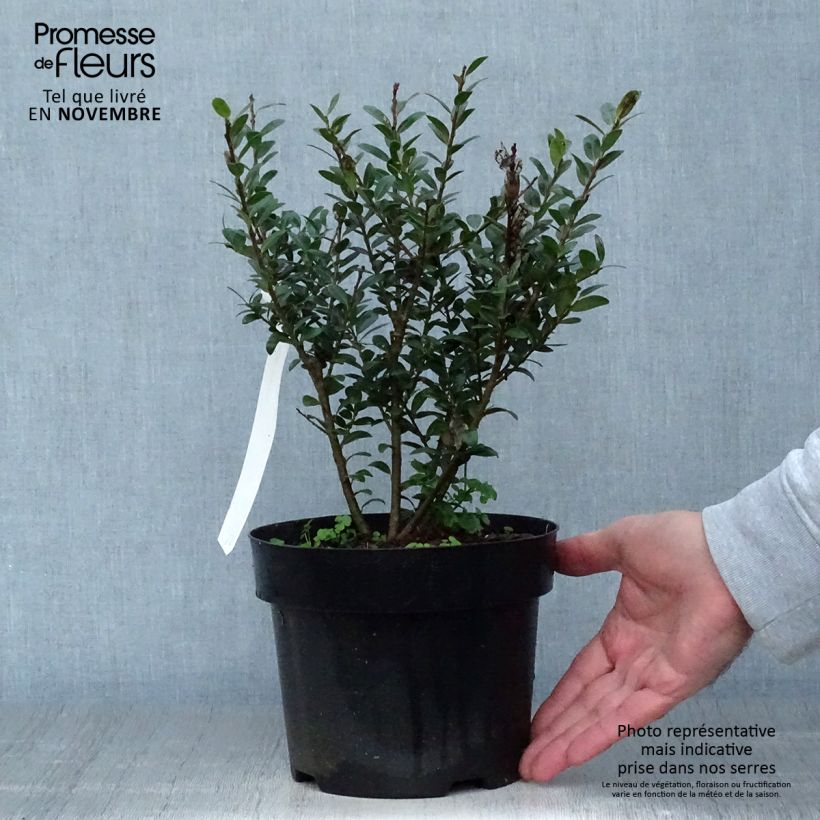 Esemplare di Ilex crenata Caroline Upright - Agrifoglio giapponese Vaso da 2L/3L come consegnato in autunno