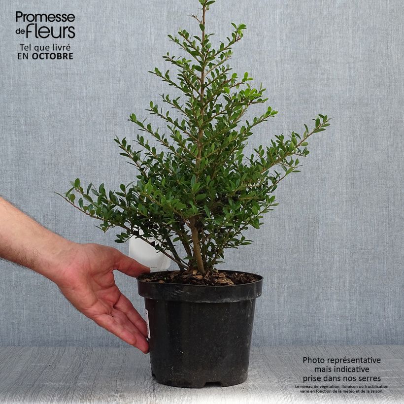 Esemplare di Ilex crenata Stokes - Agrifoglio giapponese Vaso da 2L/3L come consegnato in autunno