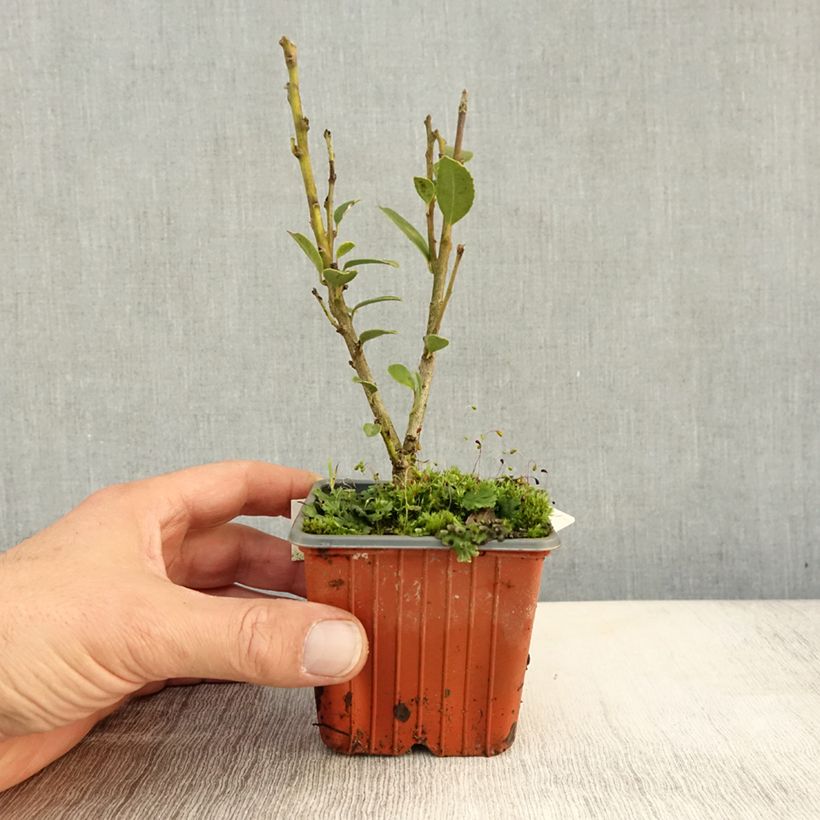 Esemplare di Ilex maximowicziana Kanehirae - Agrifoglio Vasetto da 8/9 cm come consegnato in autunno
