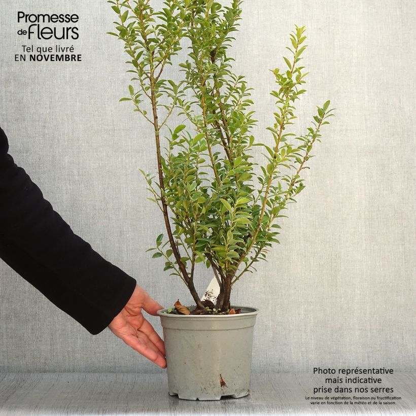 Esemplare di Ilex maximowicziana Kanehirae - Agrifoglio Vaso da 3L/4L come consegnato in autunno