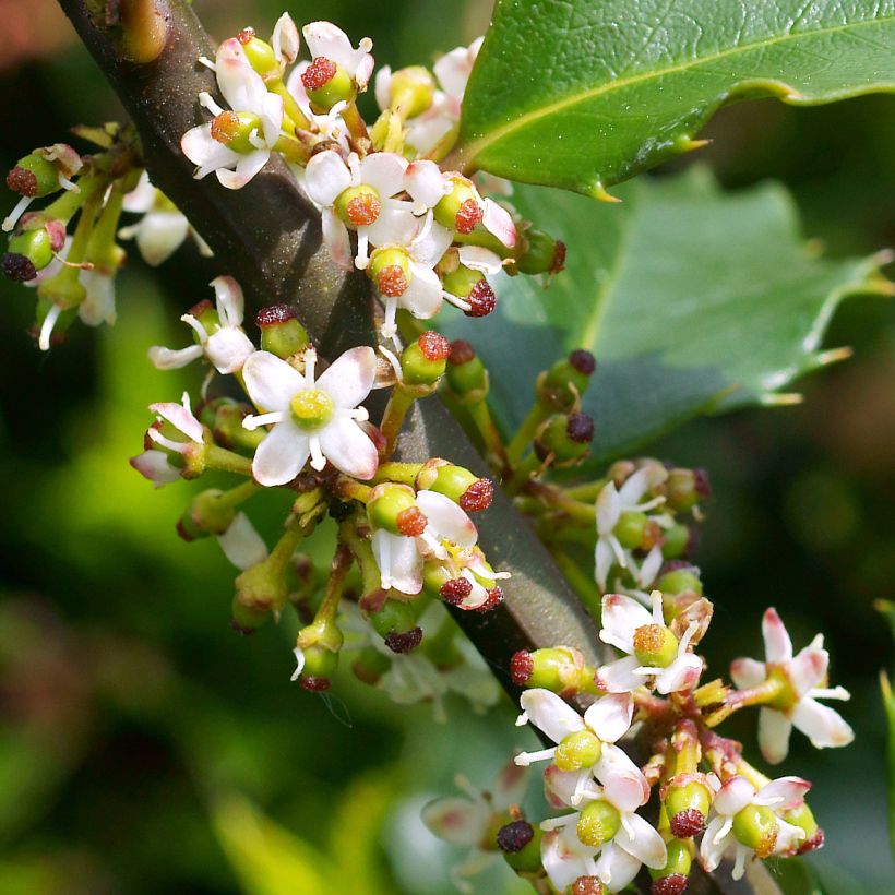 Ilex meserveae Heckenstar - Agrifoglio (Fioritura)