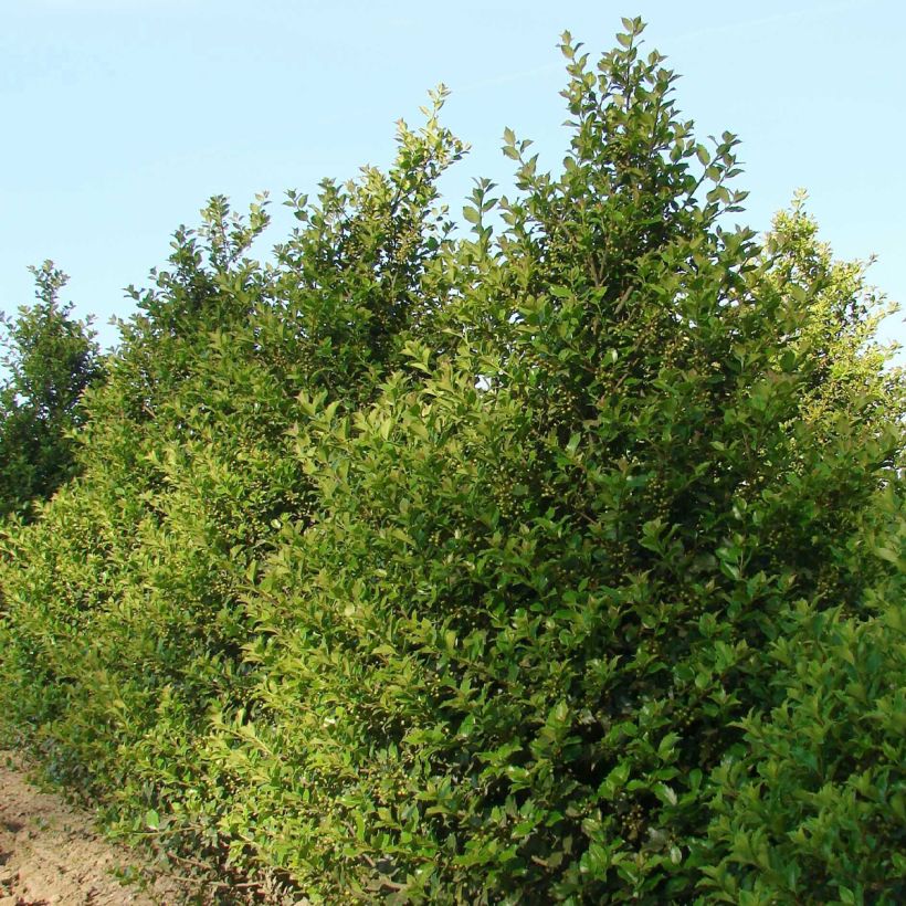 Ilex meserveae Heckenstar - Agrifoglio (Porto)
