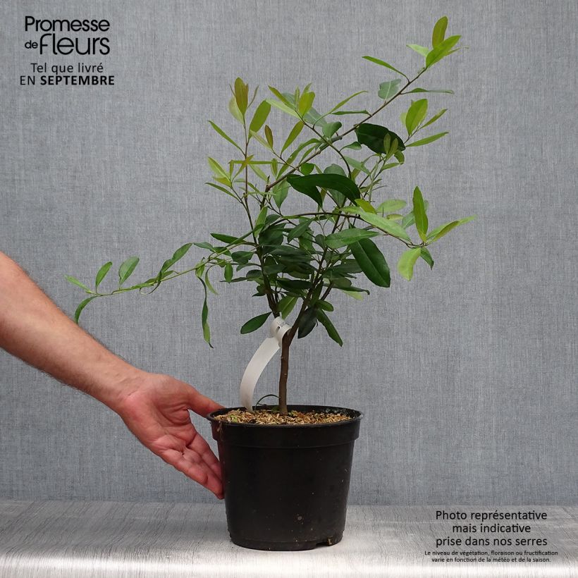Esemplare di Ilex paraguariensis - Mate Vaso da 3L/4L come consegnato in autunno
