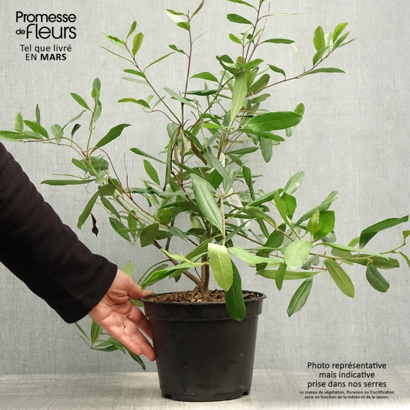 Ilex paraguariensis - Mate Vaso da 3L/4L esemplare consegnato in primavera