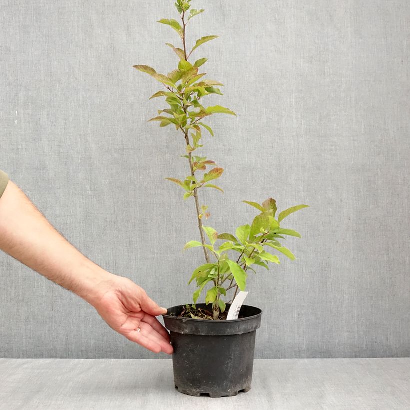 Esemplare di Ilex verticillata - Agrifoglio Vaso da 3L/4L come consegnato in autunno