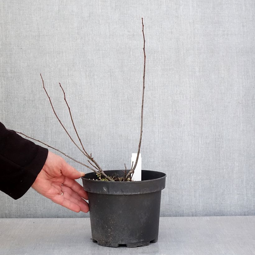 Ilex verticillata - Agrifoglio Vaso da 3L/4L esemplare consegnato in primavera