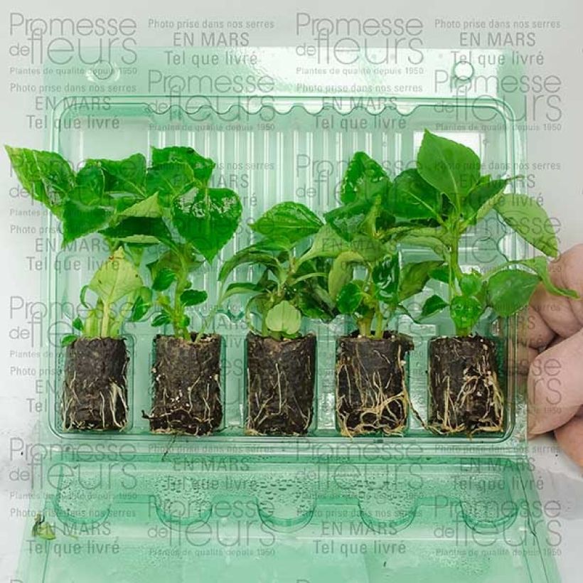 Esempio di esemplare Impatiens Double Walleriana saumon - Fiore di vetro mini zolla... come consegnato