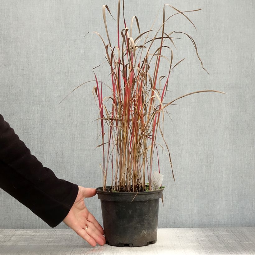 Esemplare di Imperata cylindrica Red Baron Vaso da 2L/3L come consegnato in autunno