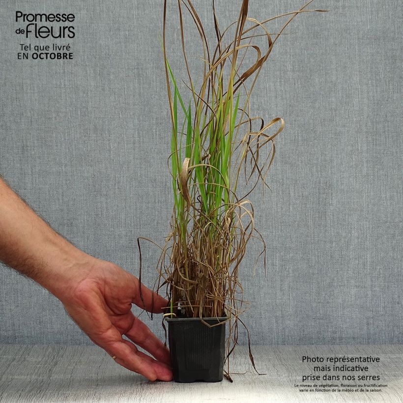 Esemplare di Imperata cylindrica Red Baron Vasetto da 8/9 cm come consegnato in autunno