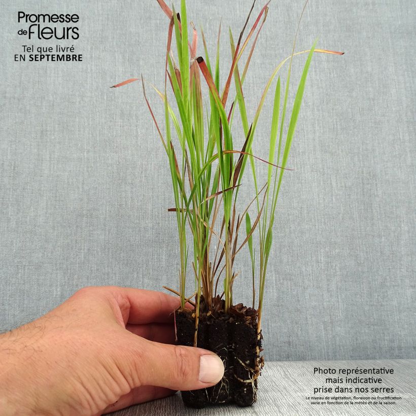 Esemplare di Imperata cylindrica Red Baron mini zolla... come consegnato in autunno