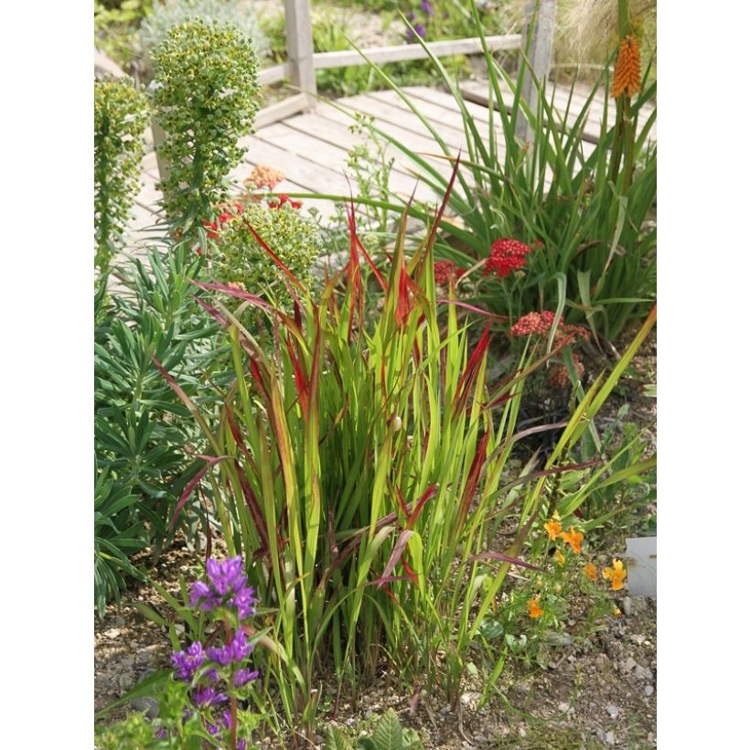 Imperata cylindrica Red Baron (Porto)