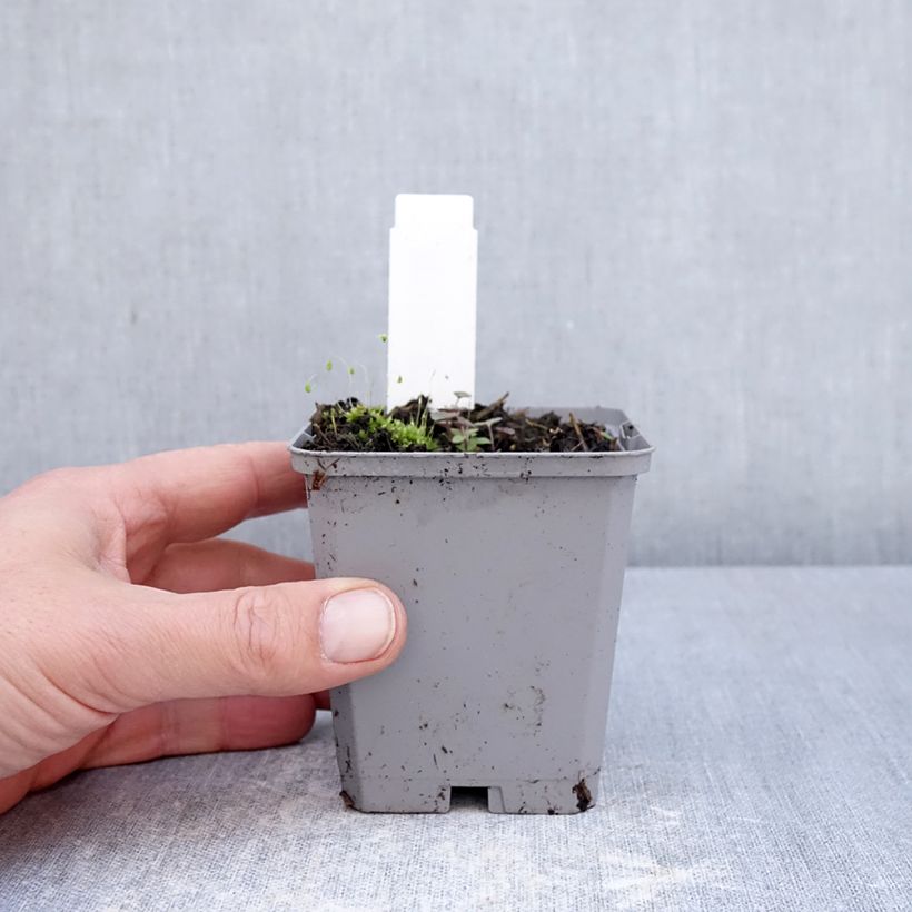 Incarvillea delavayi Vasetto da 8/9 cm taglia I esemplare consegnato in primavera