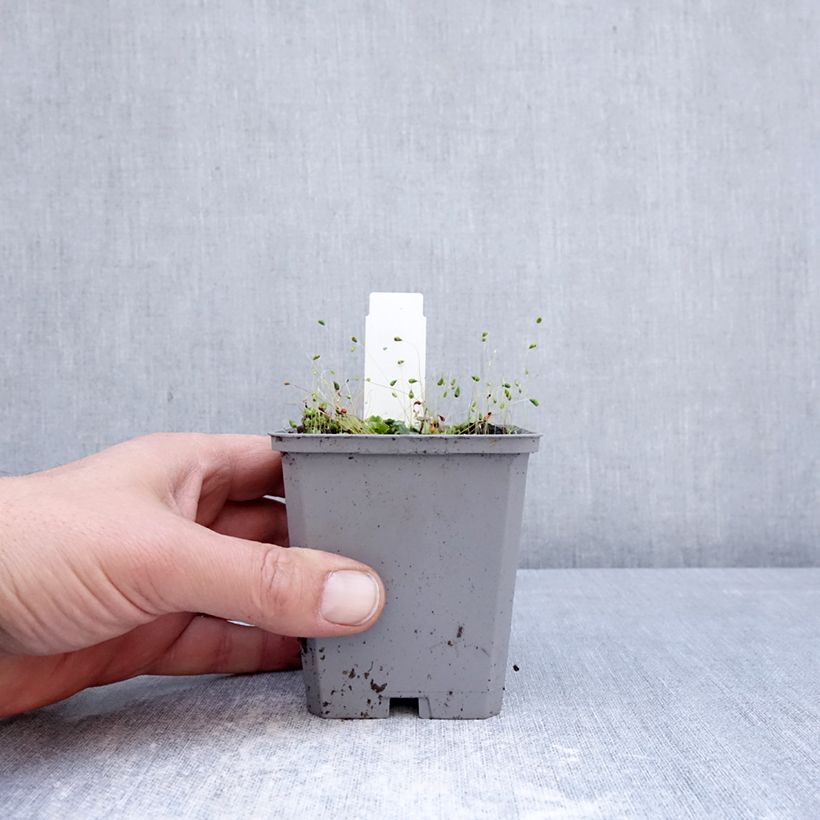 Incarvillea delavayi Snowtop Vasetto da 8/9 cm taglia I esemplare consegnato in primavera