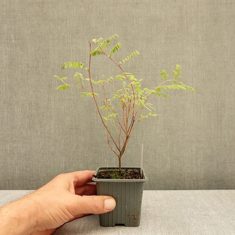Esemplare di Indigofera heterantha - Indaco da giardino Vasetto da 8/9 cm come consegnato in autunno