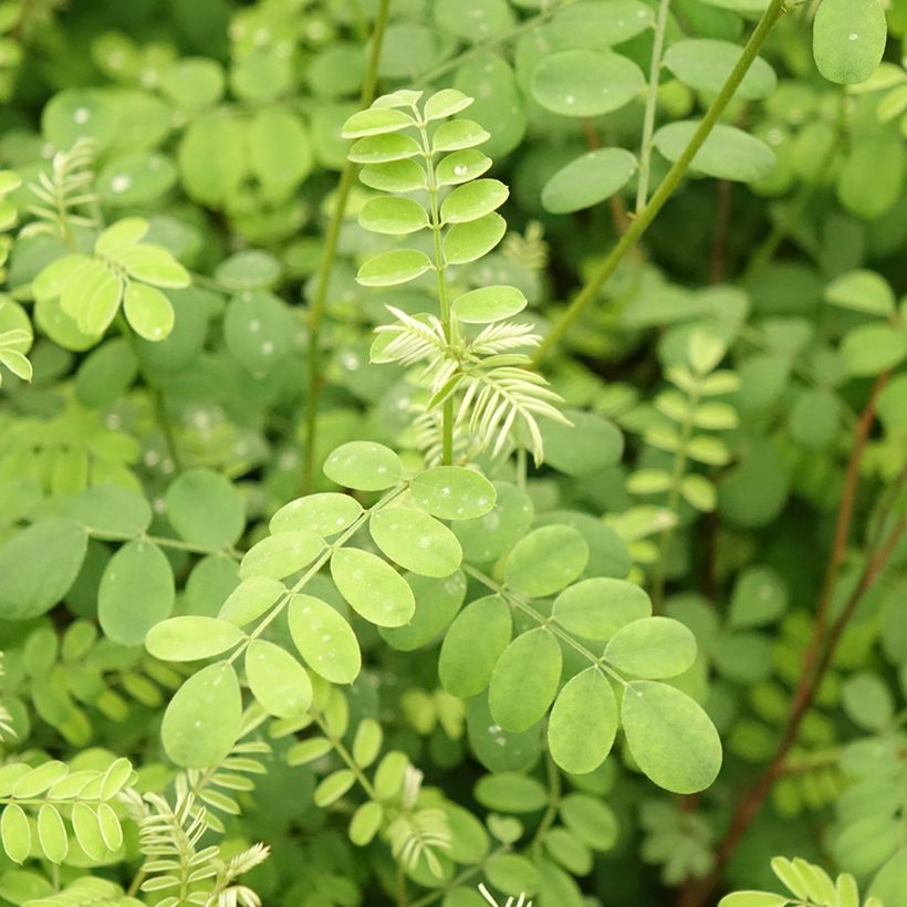 Indigofera heterantha - Indaco da giardino (Fogliame)