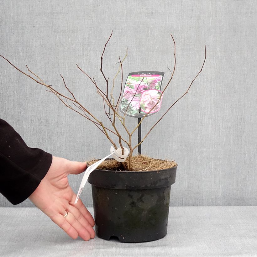 Indigofera kirilowii - Indaco da giardino Vaso da 2L/3L esemplare consegnato in inverno