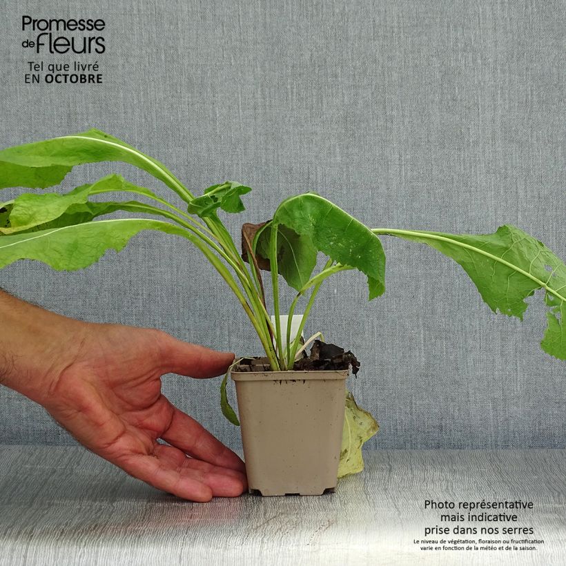 Esemplare di Inula helenium - Enula campana Vasetto da 8/9 cm come consegnato in autunno