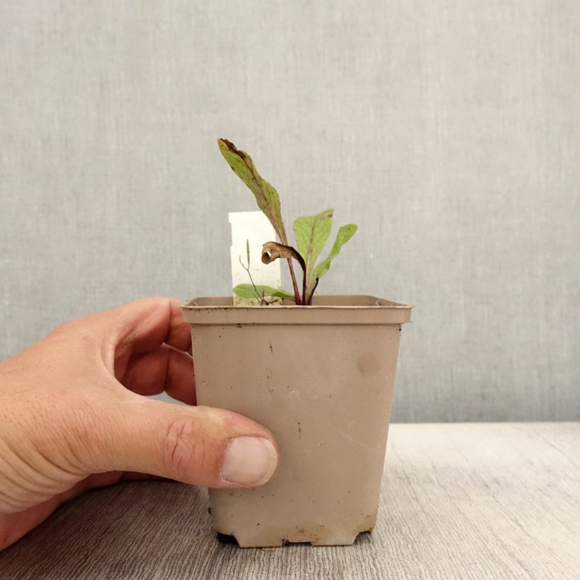 Esemplare di Inula orientalis - Enula Vasetto da 8/9 cm come consegnato in autunno