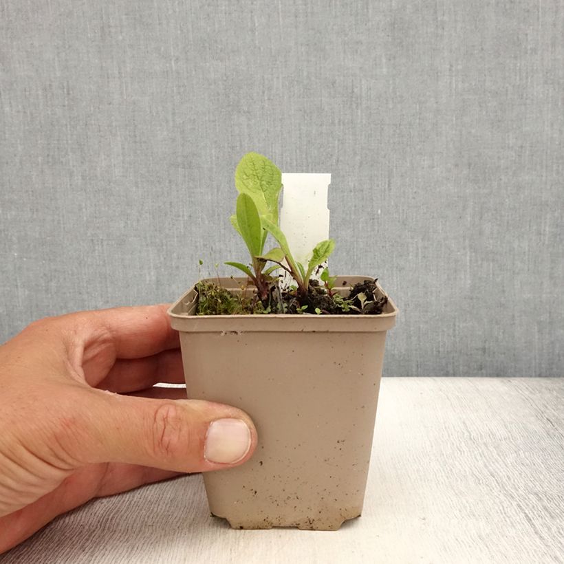 Esemplare di Inula orientalis - Enula Vasetto da 8/9 cm consegnato in estate