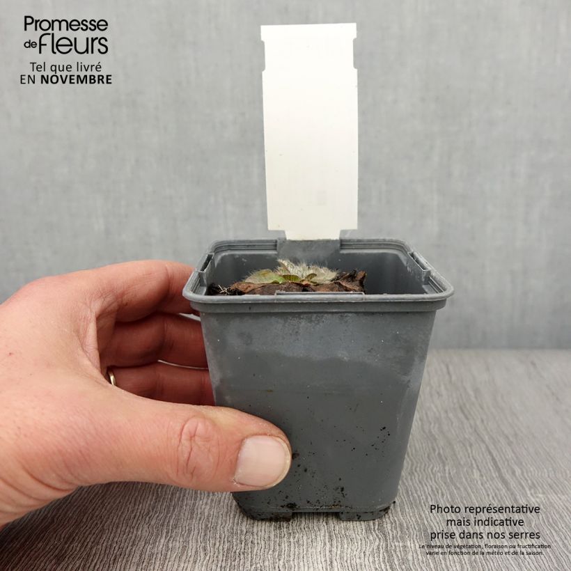 Esemplare di Inula rhizocephala - Enula Vasetto da 8/9 cm come consegnato in autunno