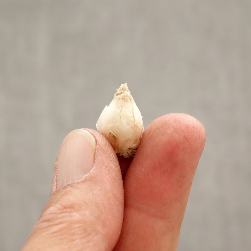 Ipheion uniflorum Rolf Fiedler Bulbo taglia I esemplare consegnato in primavera