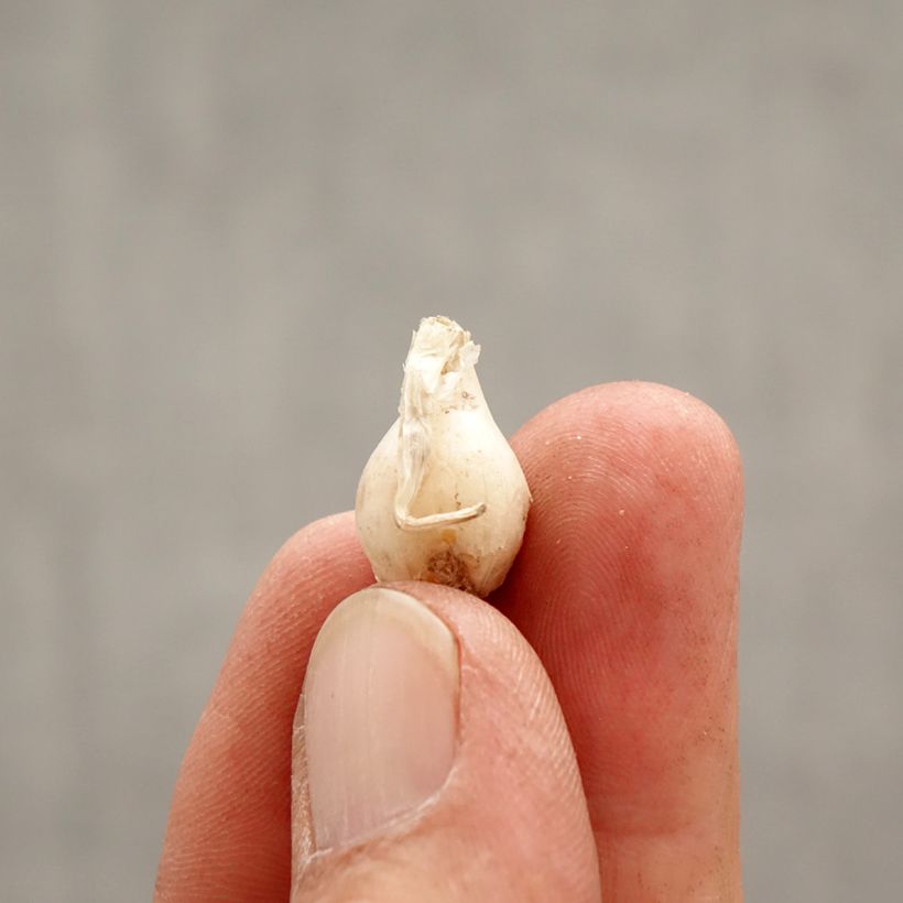 Ipheion uniflorum Alberto Castillo Bulbo taglia I esemplare consegnato in primavera