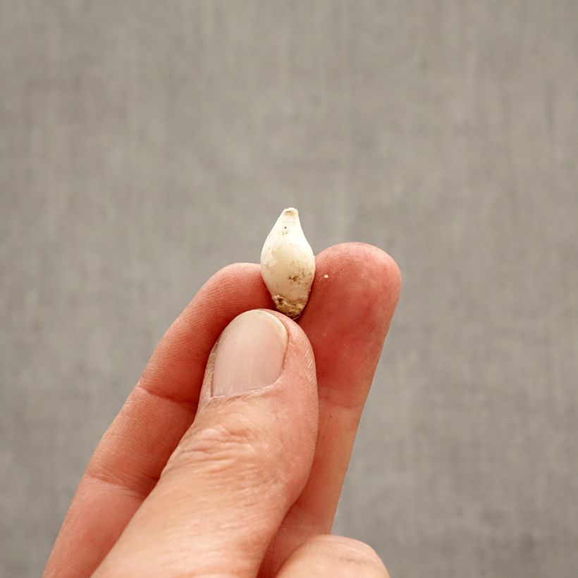 Ipheion uniflorum Bulbo taglia 4+ esemplare consegnato in primavera