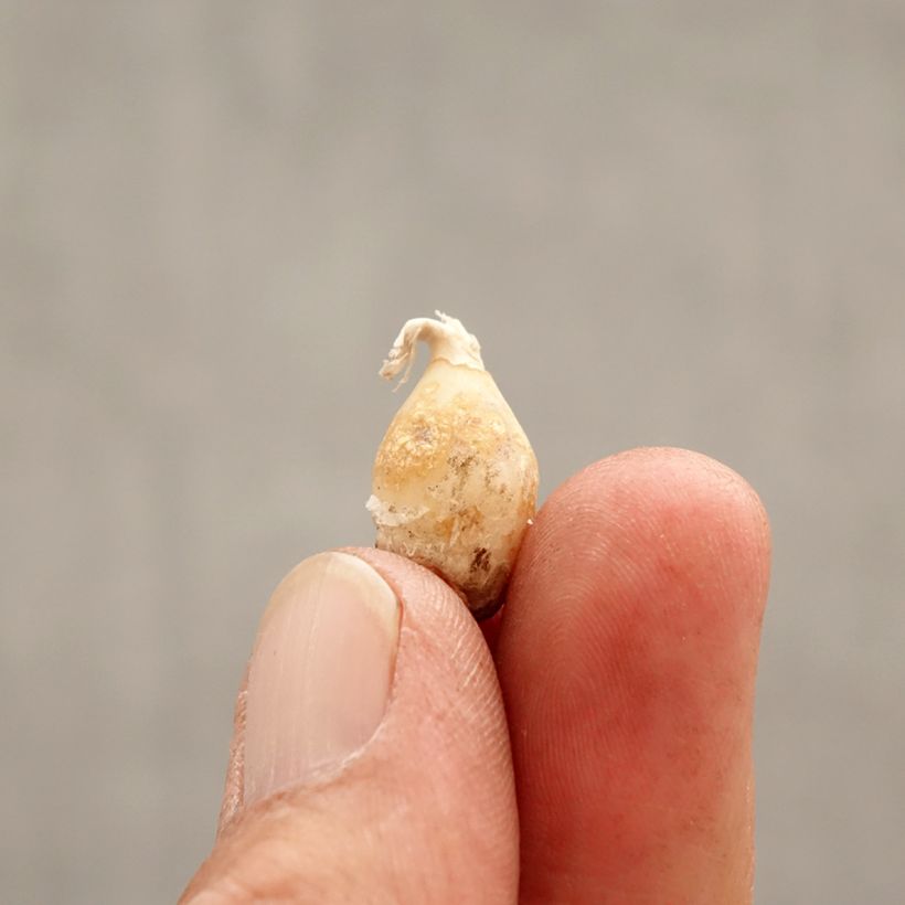 Ipheion uniflorum Charlotte Bishop Bulbo taglia I esemplare consegnato in primavera