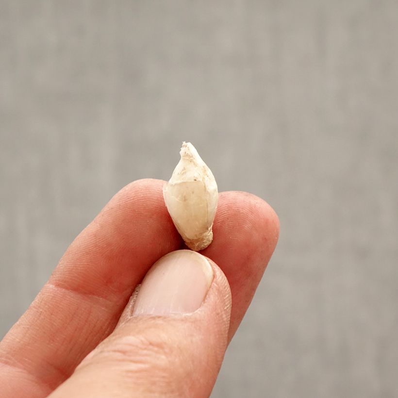 Ipheion uniflorum Tessa Bulbo taglia 4+ esemplare consegnato in primavera