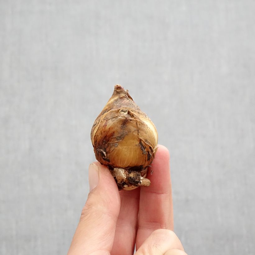 Esemplare di Iris aucheri - Giaggiolo Bulbo taglia I come consegnato in autunno