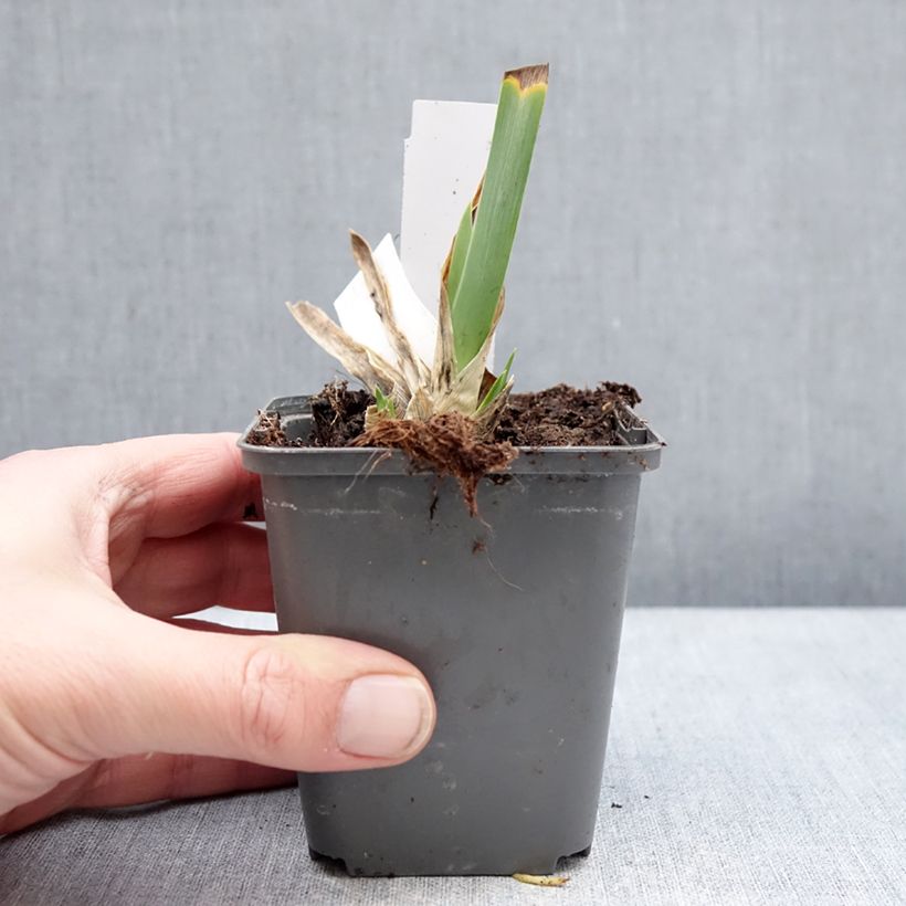 Iris germanica Big Blue Eyes - Giaggiolo paonazzo Vasetto da 8/9 cm esemplare consegnato in inverno