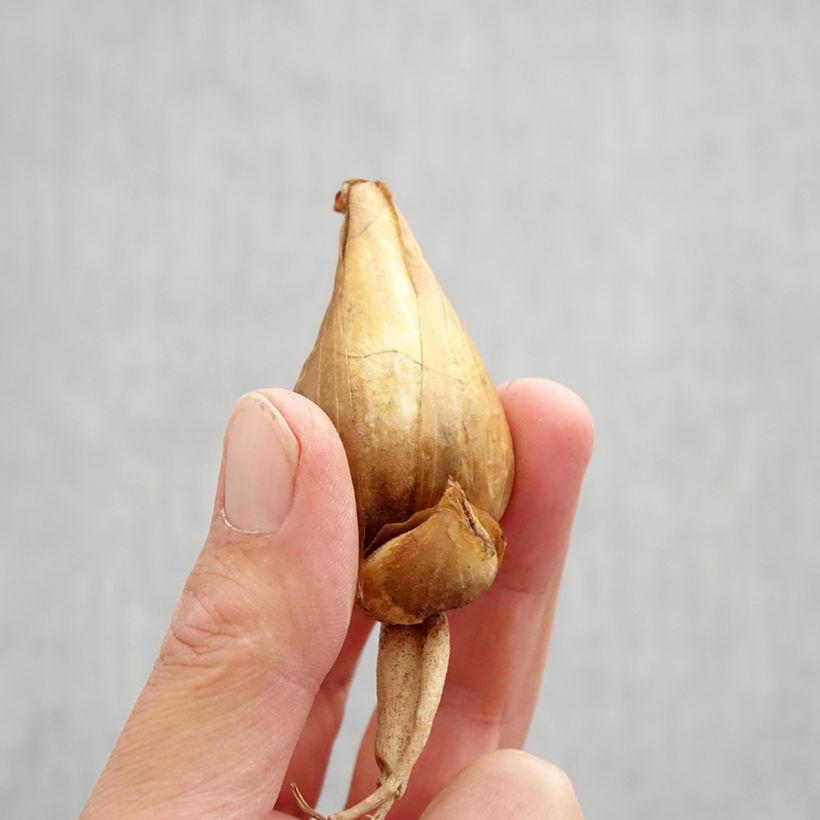 Esemplare di Iris bucharica - Giaggiolo Bulbo taglia I come consegnato in autunno