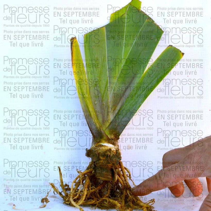 Esempio di esemplare Iris germanica Cascade Springs - Giaggiolo paonazzo Vasetto da 8/9 cm come consegnato