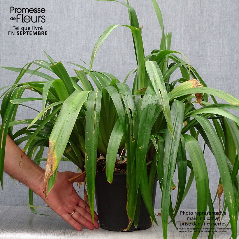 Esemplare di Iris confusa Martyn Rix - Giaggiolo Vaso da 3L/4L come consegnato in autunno