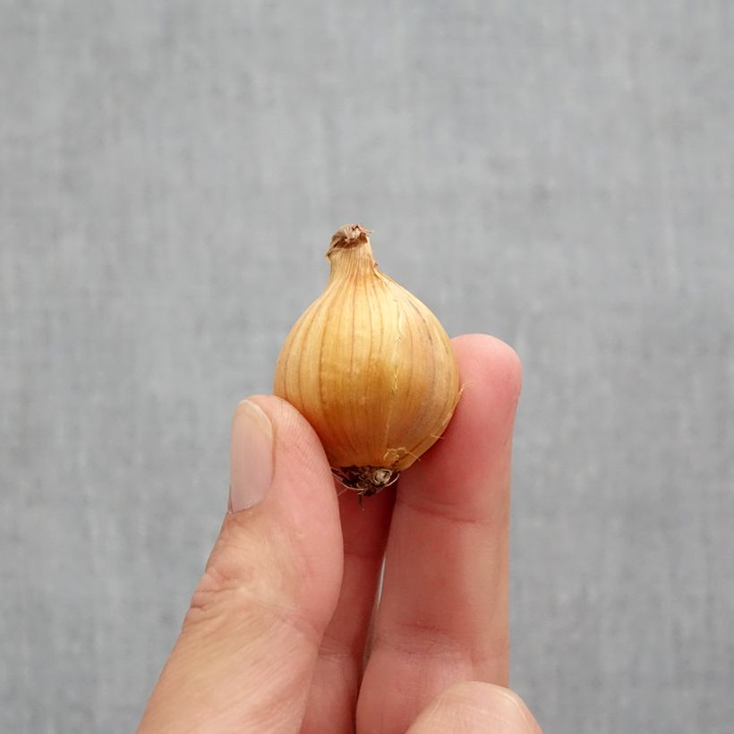 Esemplare di Iris hollandica Apollo - Iris olandesi Bulbo taglia 10+ come consegnato in autunno