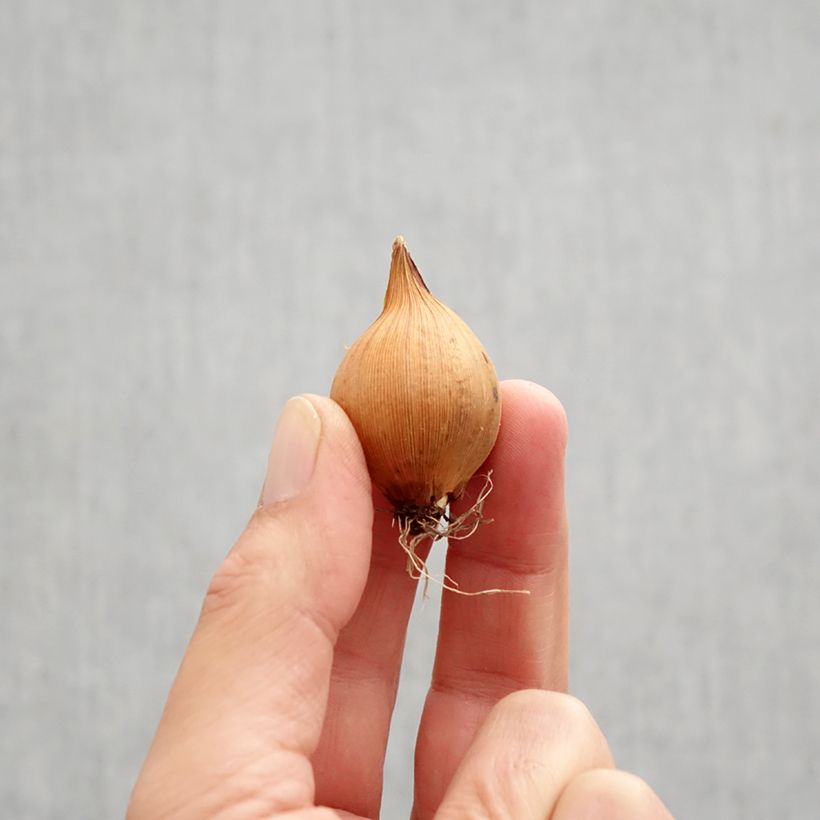 Esemplare di Iris hollandica Blue Magic - Iris olandesi Bulbo taglia 8 come consegnato in autunno