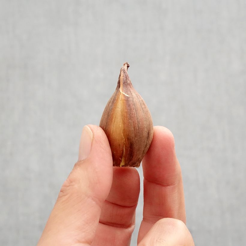 Esemplare di Iris hollandica Bronze Perfection - Iris olandesi Bulbo taglia 8+ come consegnato in autunno