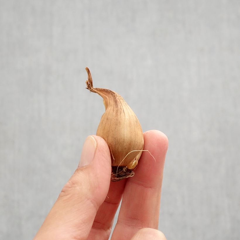 Esemplare di Iris hollandica Bronze Queen - Iris olandesi Bulbo taglia 8+ come consegnato in autunno