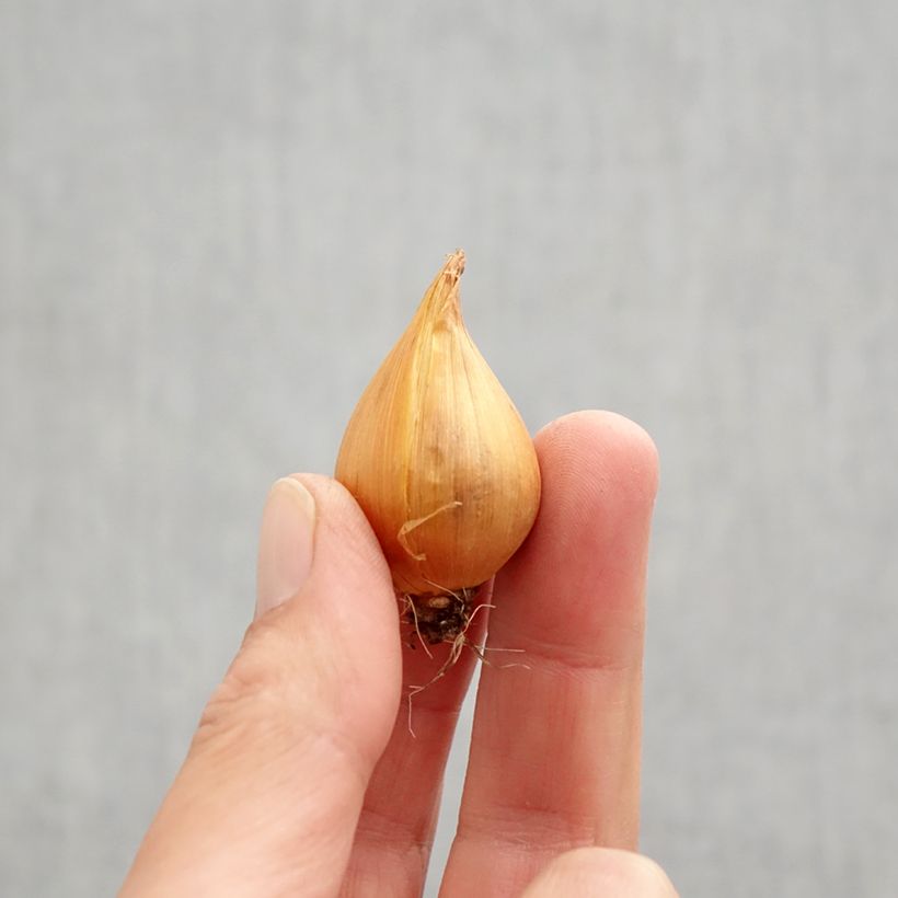 Esemplare di Iris hollandica - Iris olandesi Bulbo taglia 9+ come consegnato in autunno