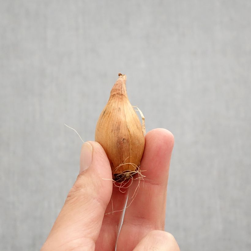 Esemplare di Iris hollandica Golden Harvest - Iris olandesi Bulbo taglia 8+ come consegnato in autunno