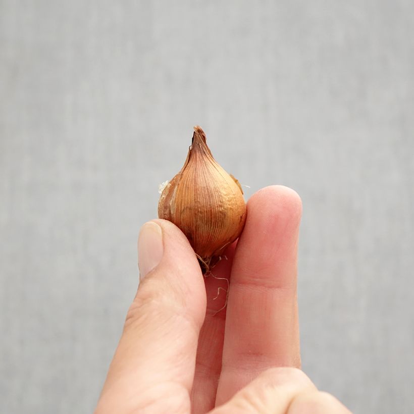 Esemplare di Iris hollandica Lion King - Iris olandesi Bulbo taglia 7+ come consegnato in autunno