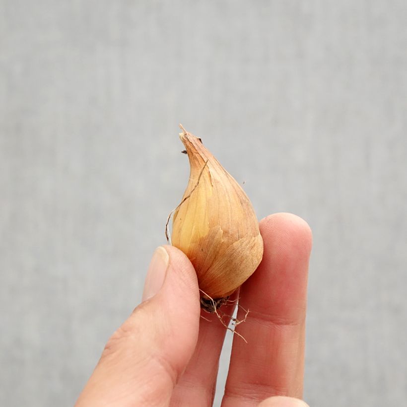 Esemplare di Iris hollandica Professor Blaauw - Iris olandesi Bulbo taglia 9 come consegnato in autunno