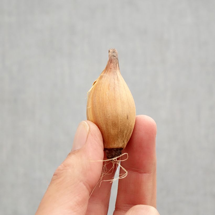 Esemplare di Iris hollandica Red Ember - Iris olandesi Bulbo taglia 8+ come consegnato in autunno