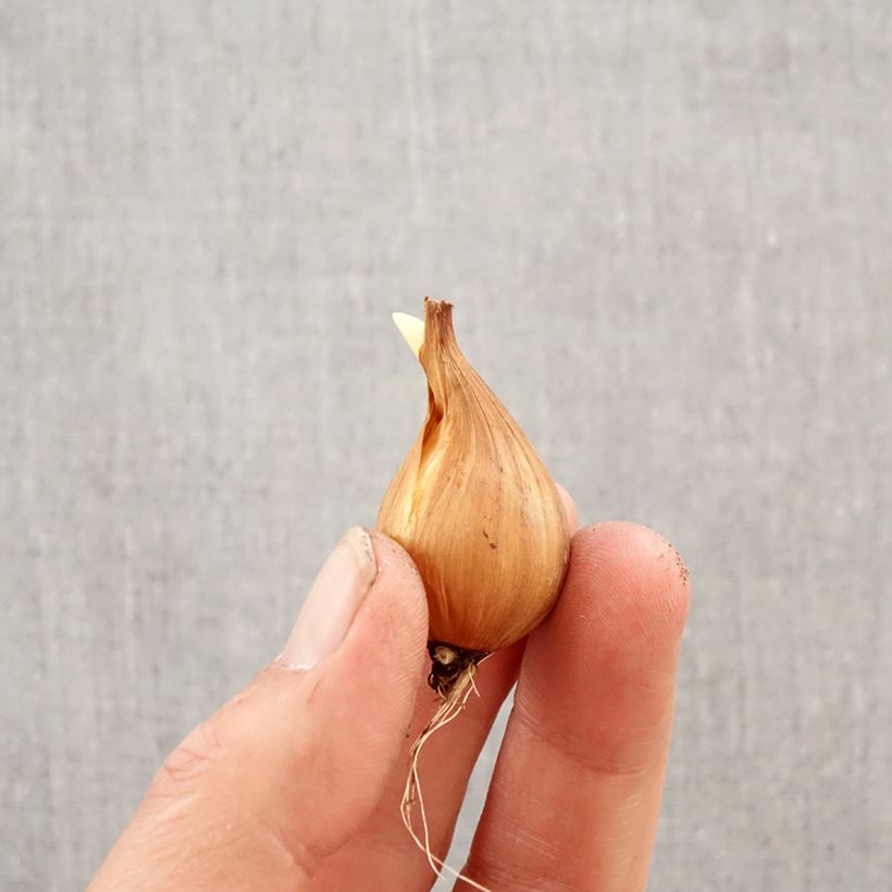 Iris hollandica Rosario - Iris olandesi Bulbo taglia 8+ esemplare consegnato in primavera