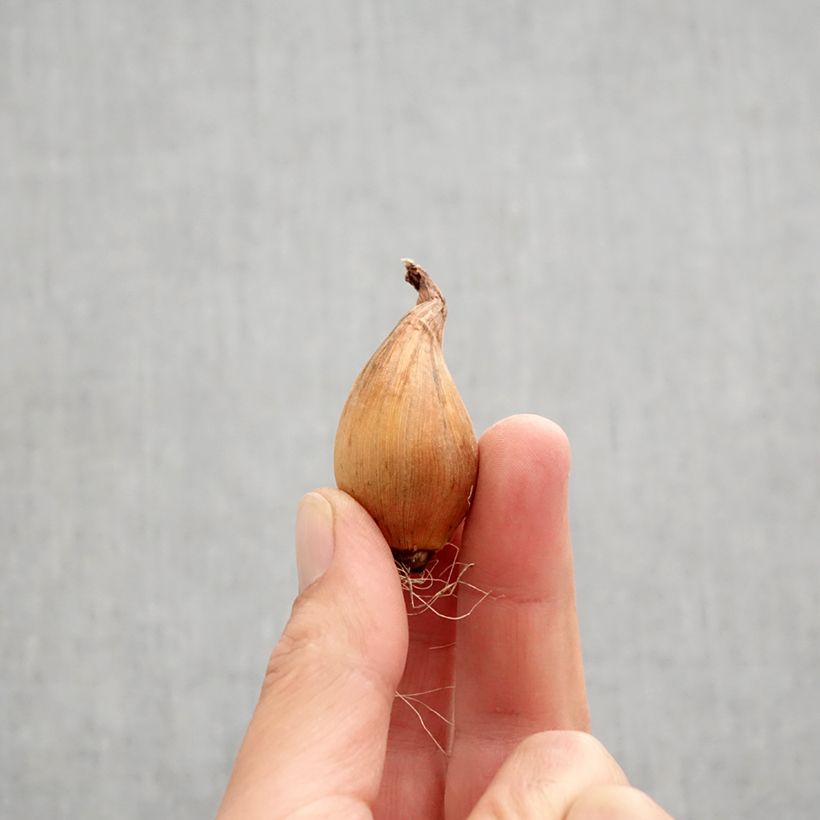 Esemplare di Iris hollandica Sapphire Beauty - Iris olandesi Bulbo taglia 8+ come consegnato in autunno