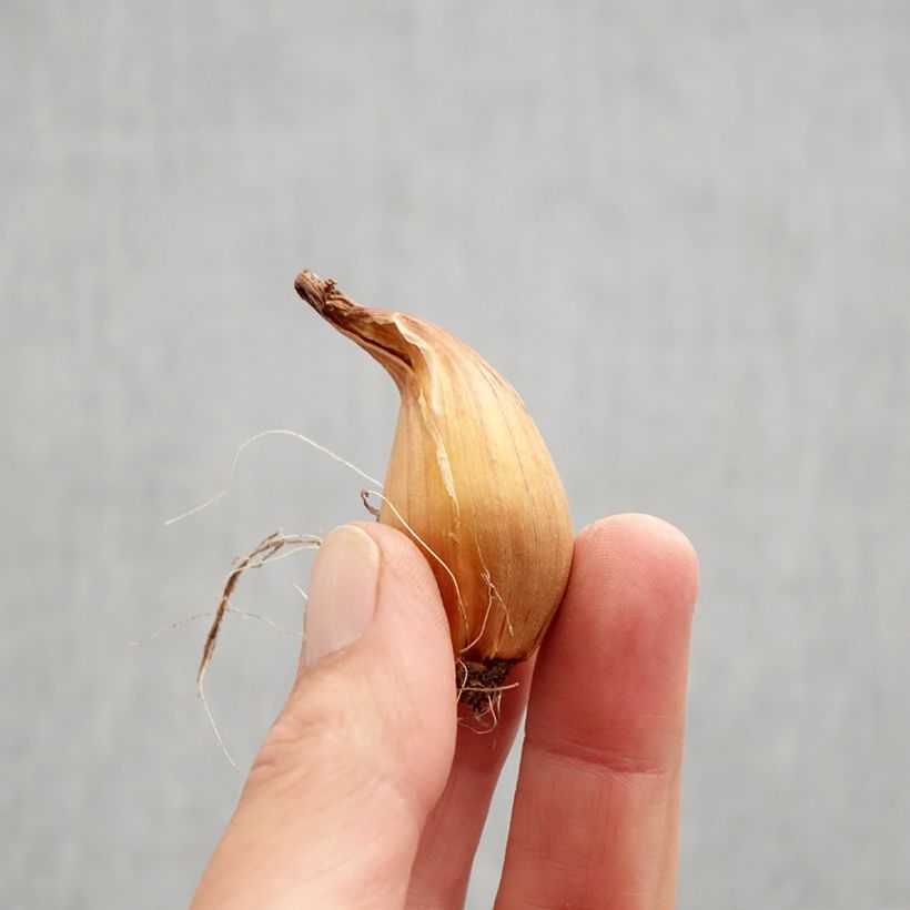 Esemplare di Iris hollandica Telstar - Iris olandesi Bulbo taglia 8+ come consegnato in autunno