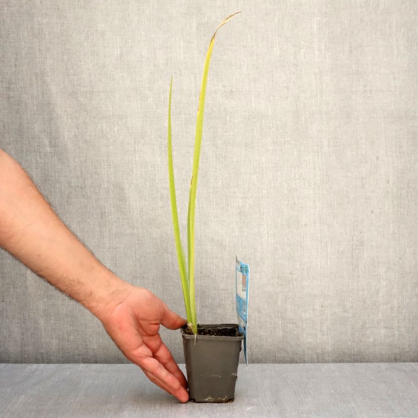 Esemplare di Iris louisiana Ann Chowning - Giaggiolo Vasetto da 8/9 cm come consegnato in autunno