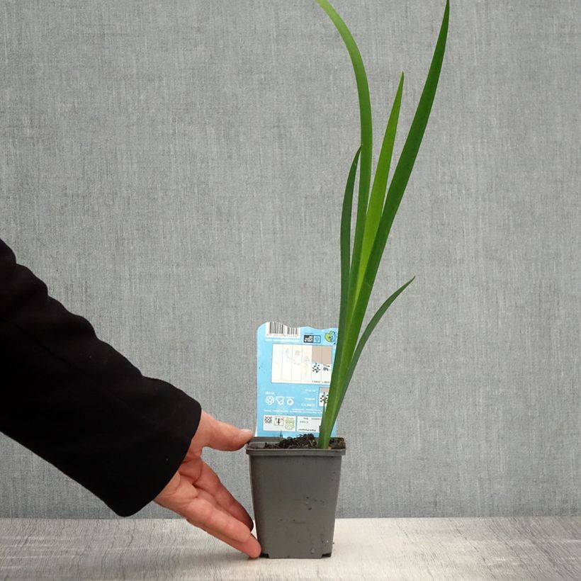 Iris louisiana Ann Chowning - Giaggiolo Vasetto da 8/9 cm esemplare consegnato in primavera