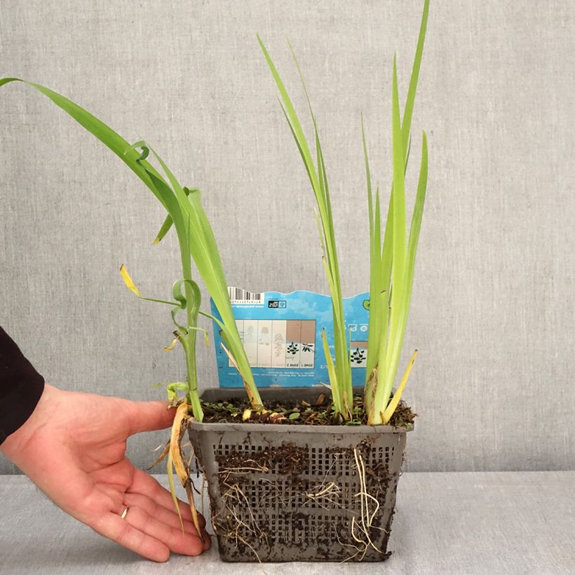 Iris louisiana Ann Chowning - Giaggiolo Vaso da 1L/1,5L esemplare consegnato in primavera